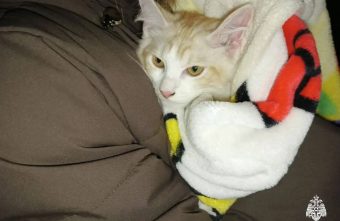 В Тверской области пожарные помогли спасти кота кота
