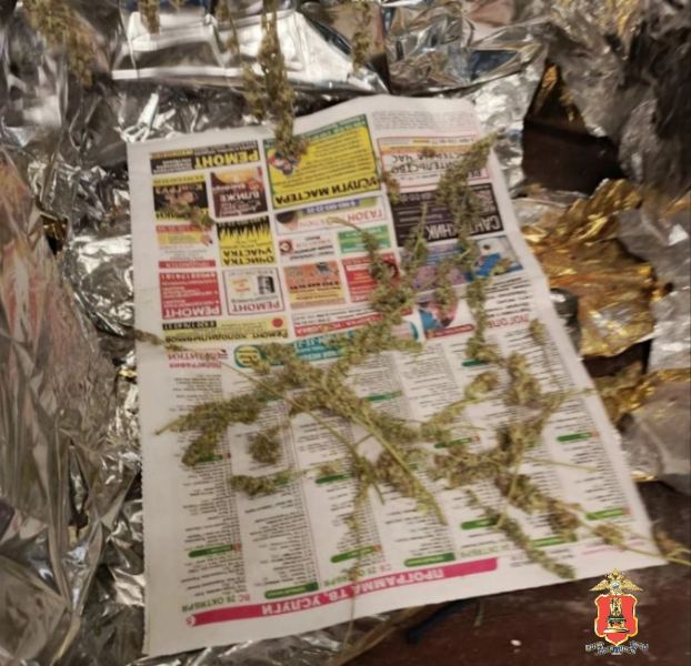 В Тверской области задержали наркоагрария, который выращивал в квартире коноплю