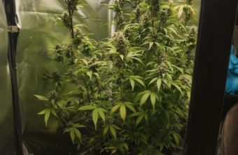 В Тверской области задержали наркоагрария, который выращивал в квартире коноплю коноплю