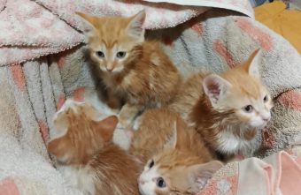 В Тверской области двухмесячных котят оставили умирать в муках