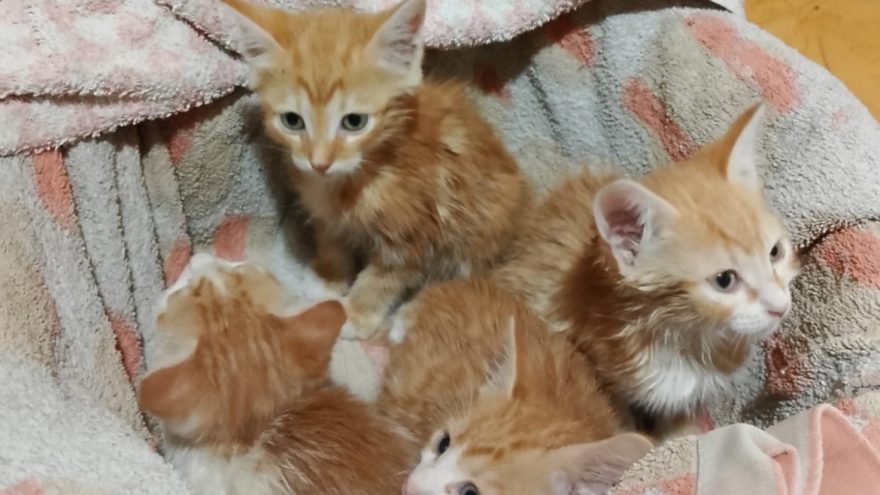 В Тверской области двухмесячных котят оставили умирать в муках