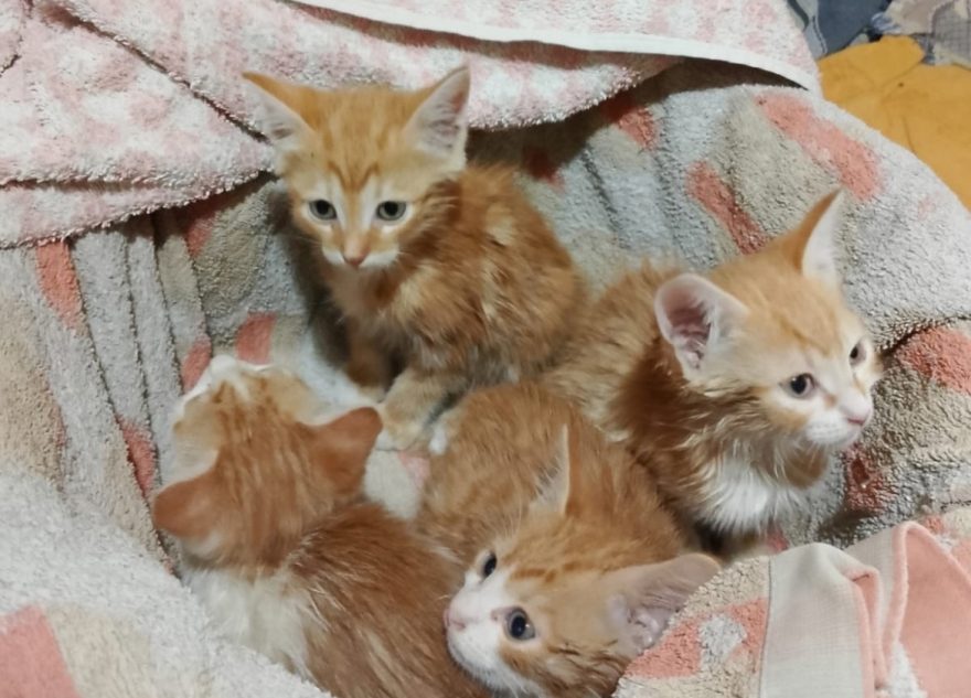 В Тверской области двухмесячных котят оставили умирать в муках