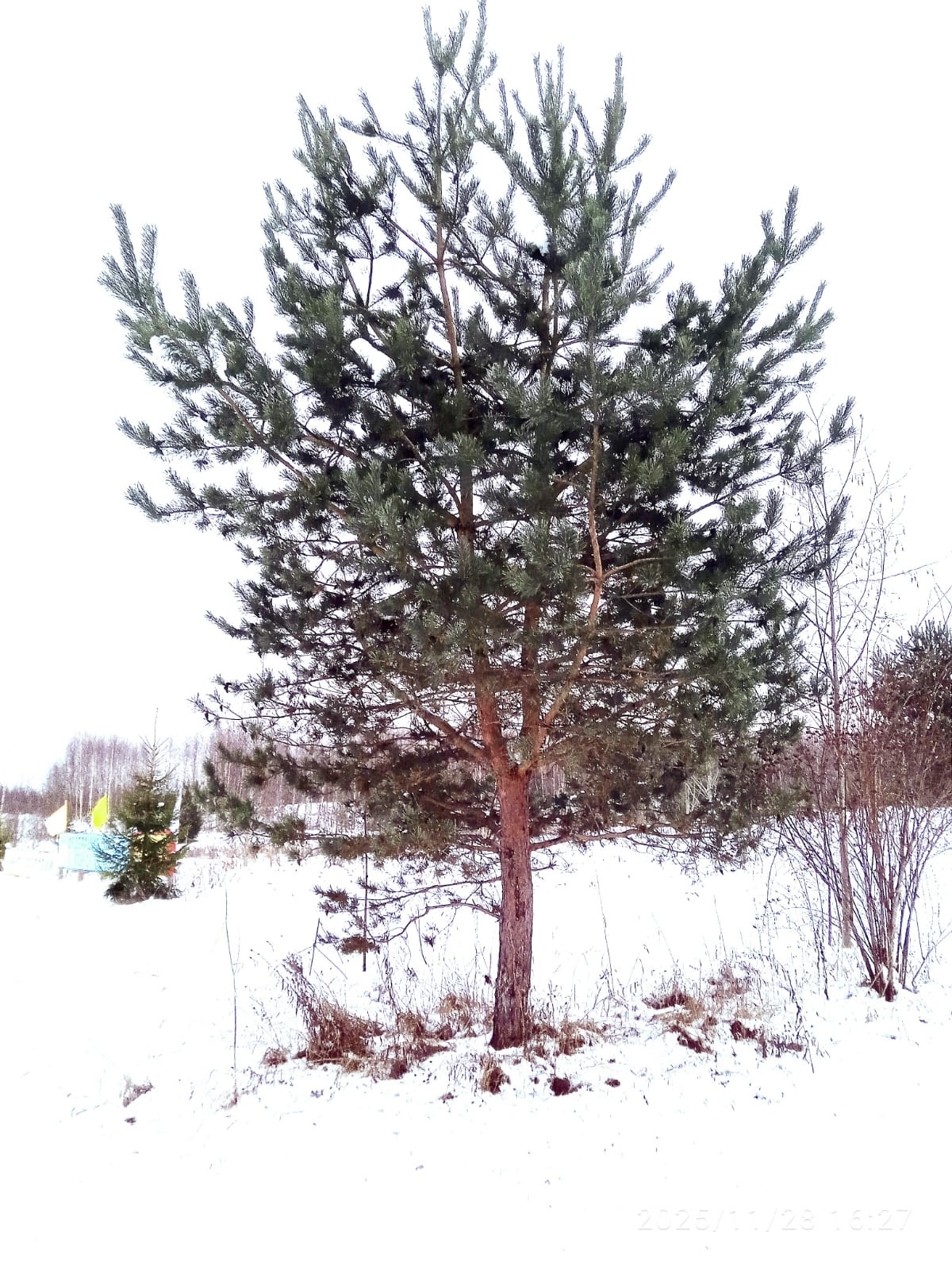 В Тверской области появились оригинальные лыжные кормушки