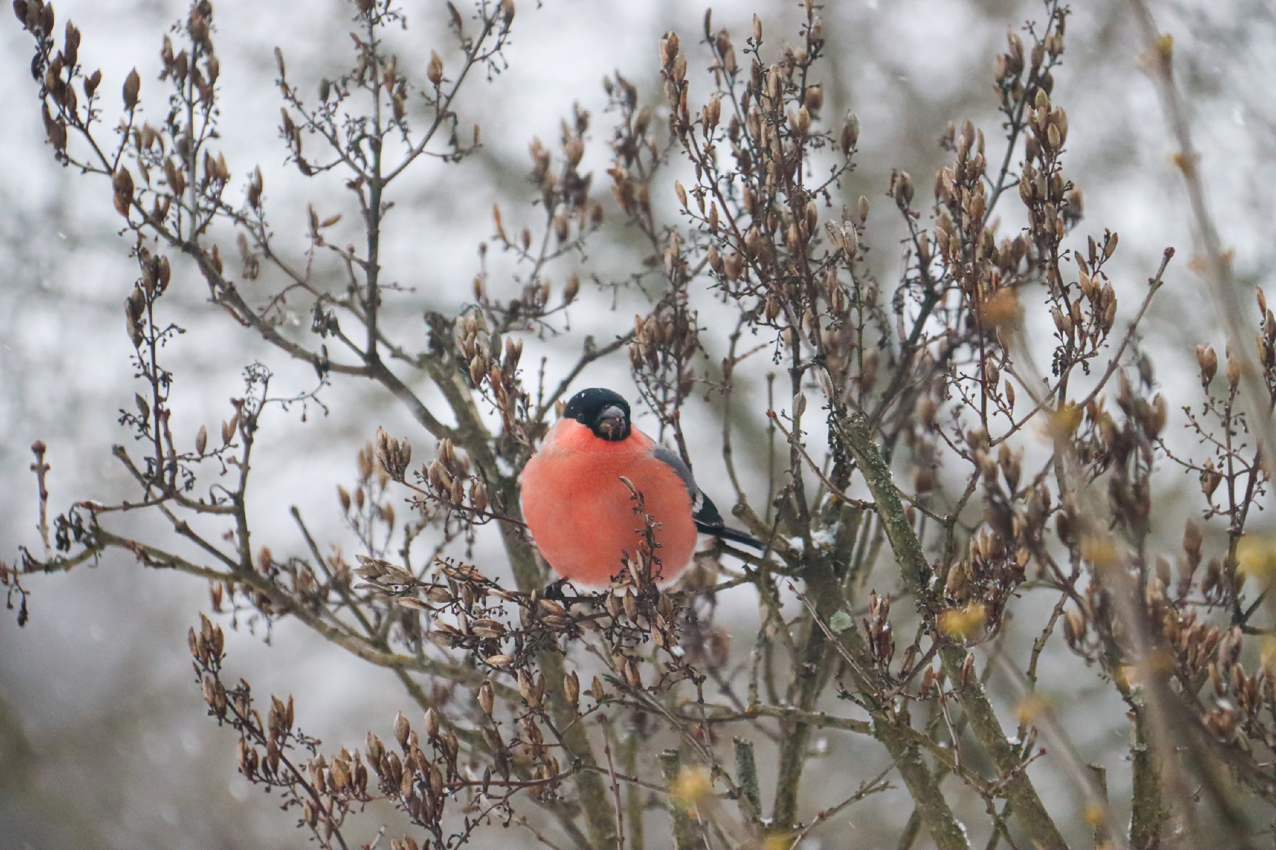 Синоптики сообщили, когда начнется потепление в Тверской области