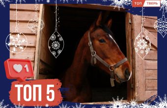 Навстречу ветру: новогодний топ кино о лошадях и наездниках