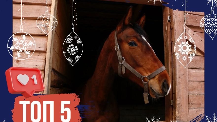 Навстречу ветру: новогодний топ кино о лошадях и наездниках