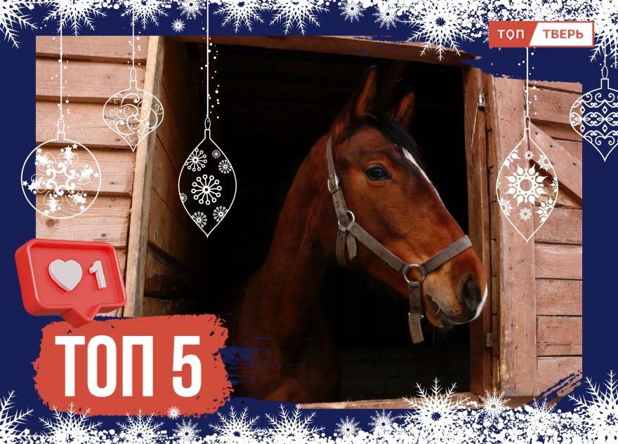 Навстречу ветру: новогодний топ кино о лошадях и наездниках