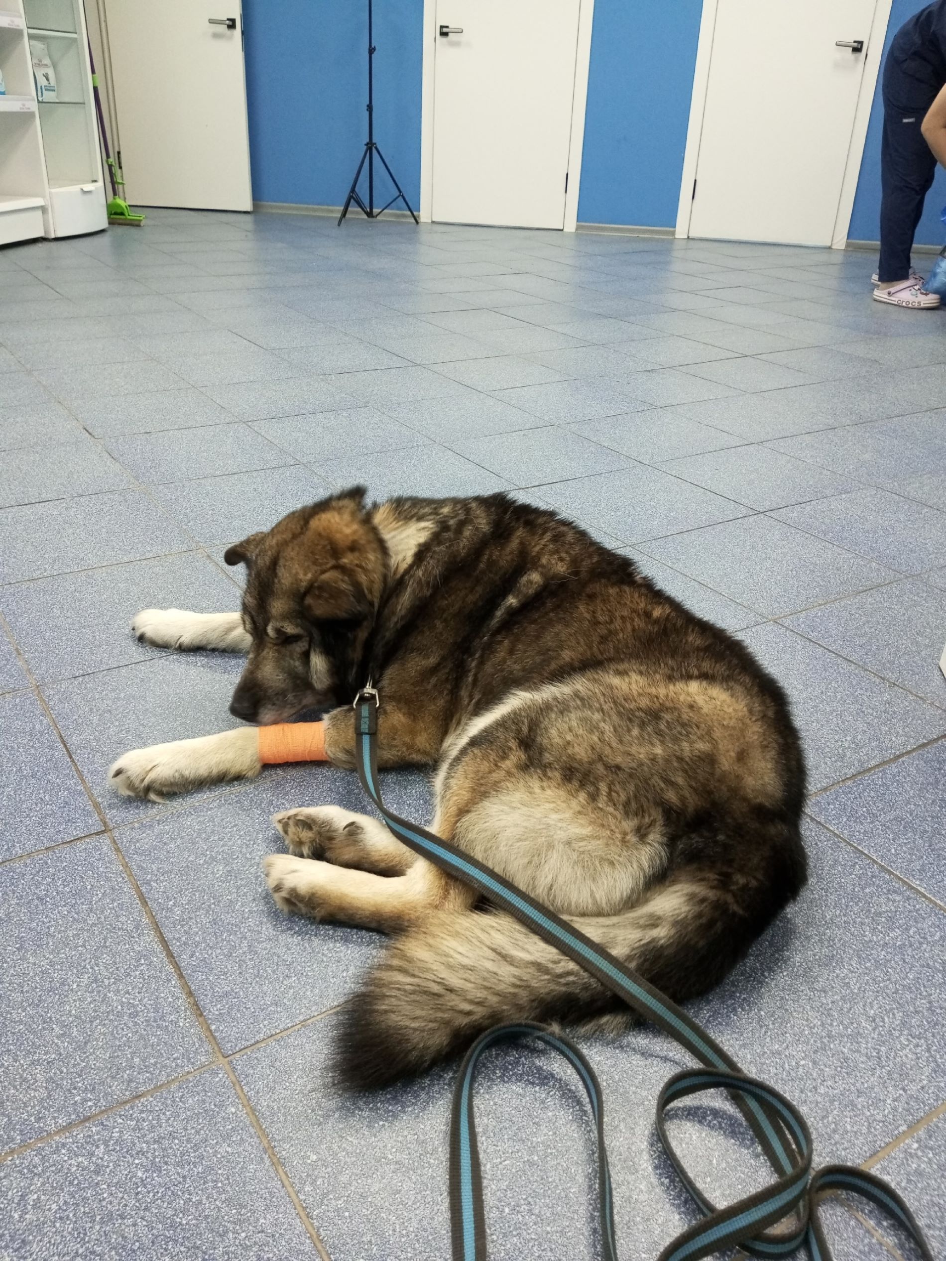 Жителей Тверской области просят помочь дворовому псу Мишке