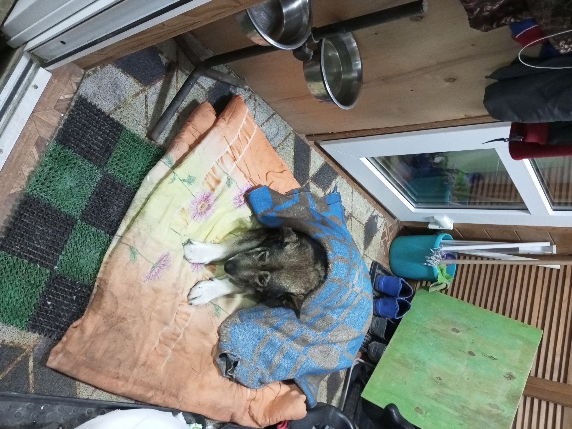 Жителей Тверской области просят помочь дворовому псу Мишке