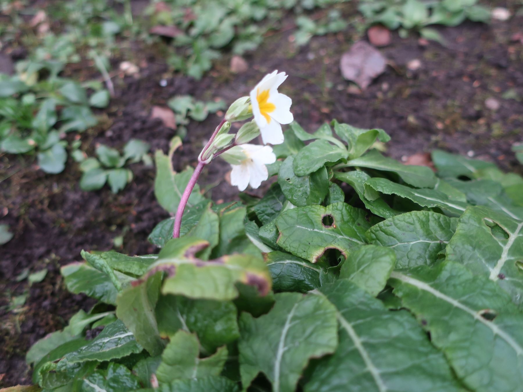 С наступлением зимы жителей Тверской области поздравили цветущим репортажем