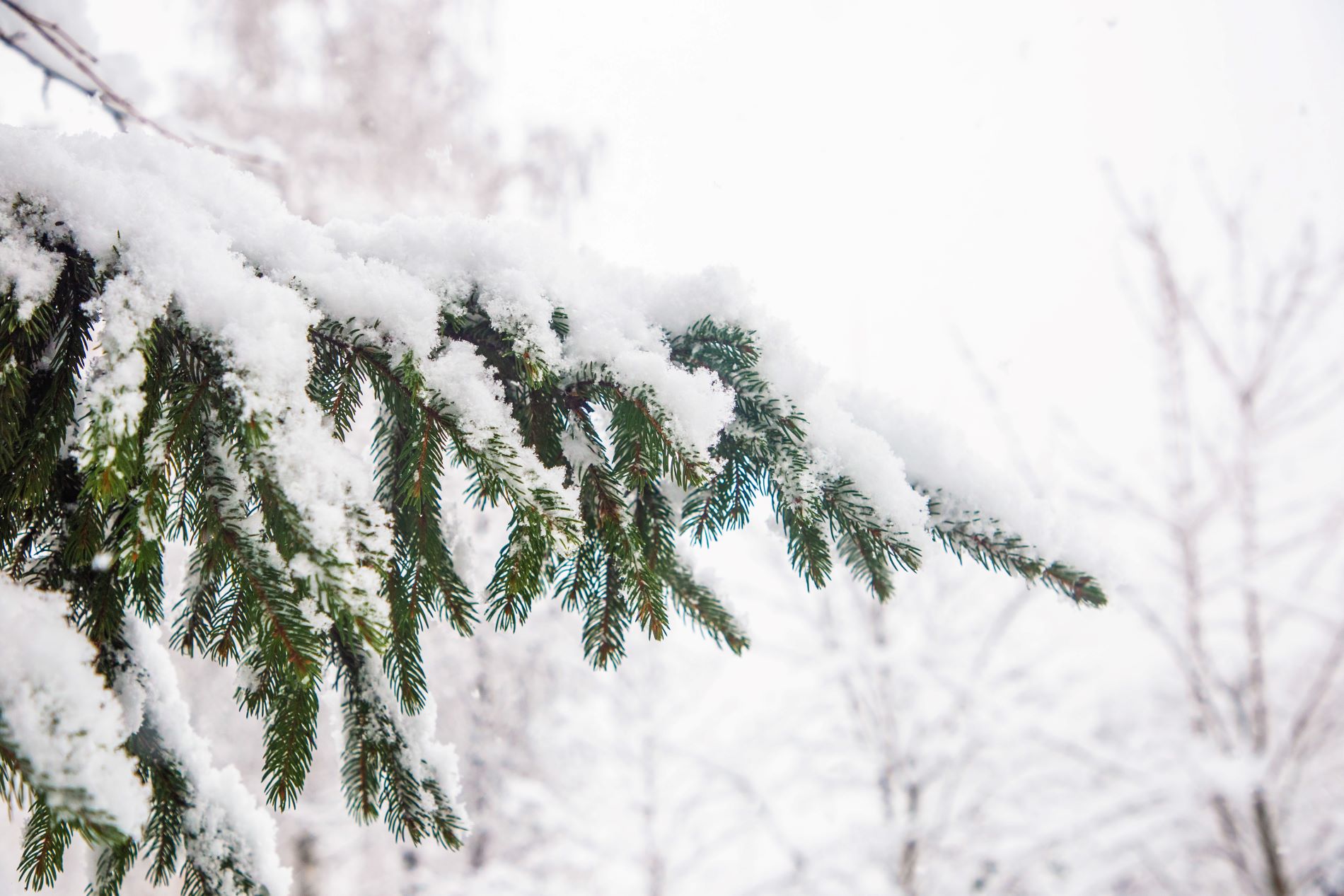 В новогодние праздники Тверскую область завалит снегом