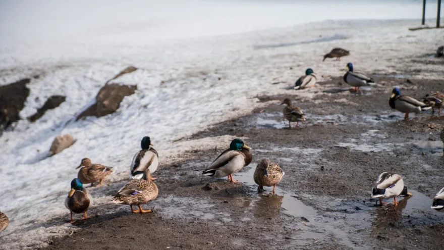 Потепление