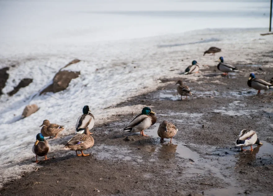 Потепление