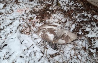 Стала известна причина гибели лебедя, которого спасали жители Тверской области лебедя