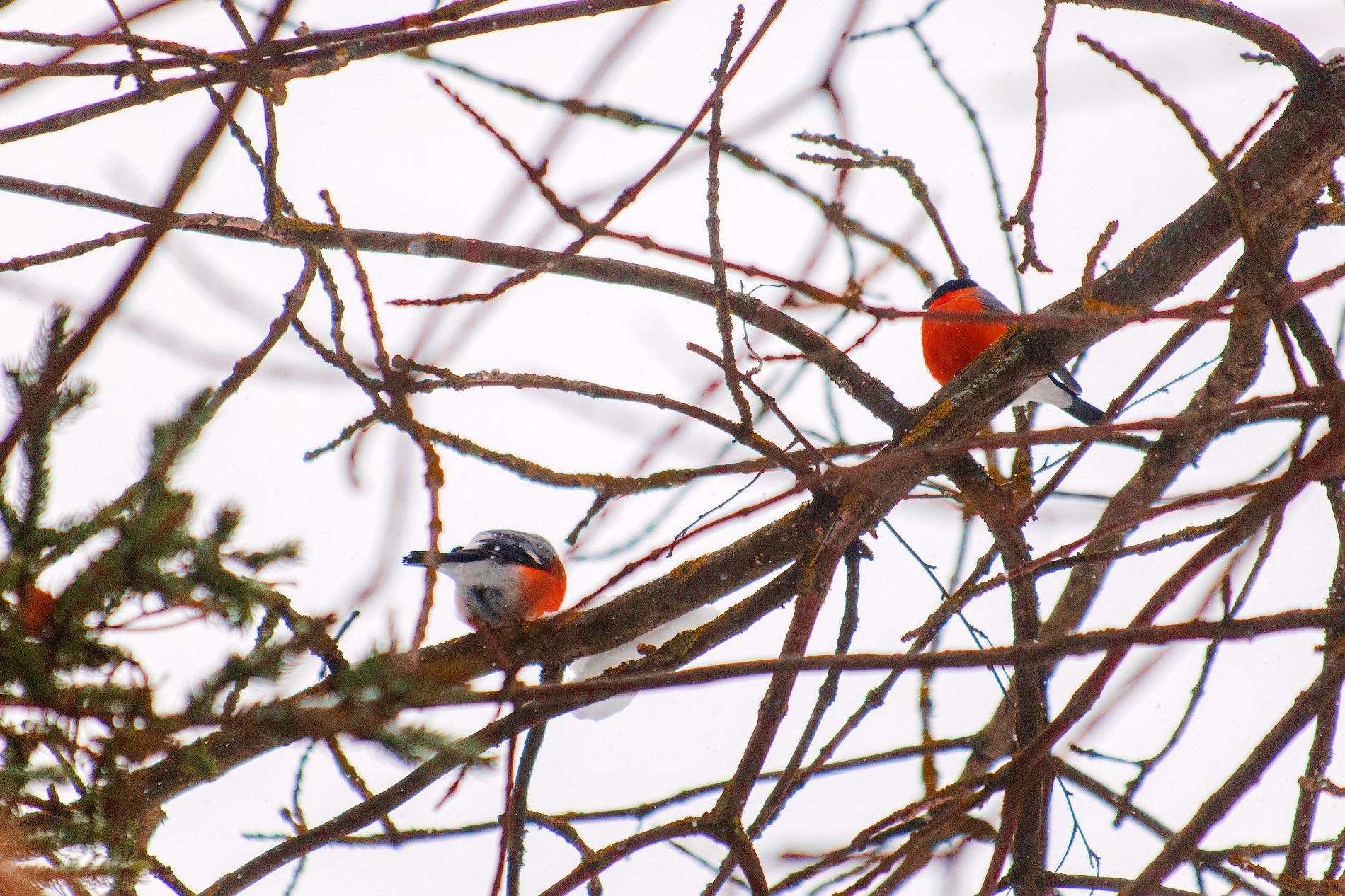 В Тверской области будет холоднее, чем обещали синоптики