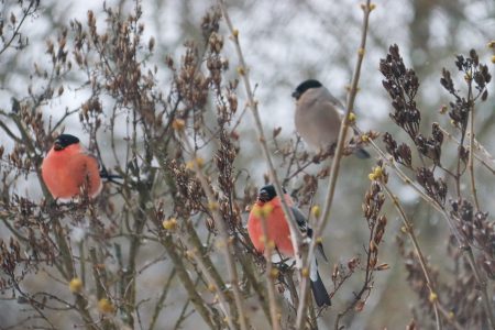 Синоптики сообщили, когда начнется потепление в Тверской области потепление