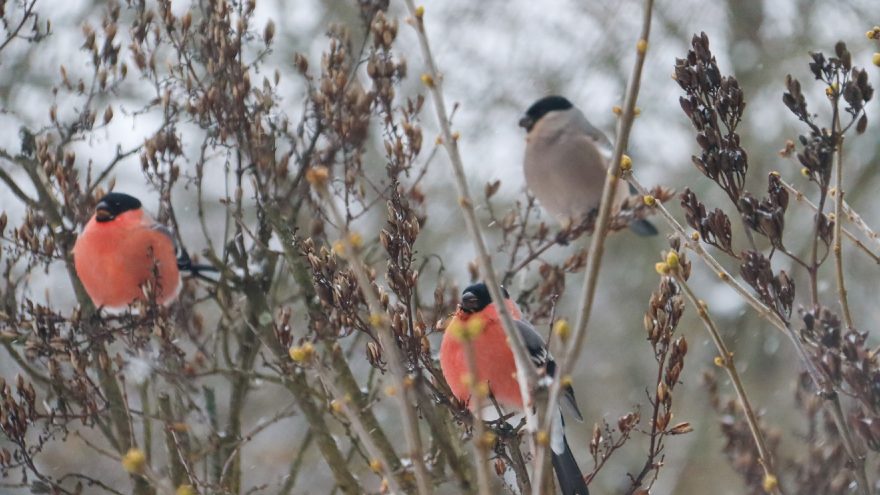 потепление