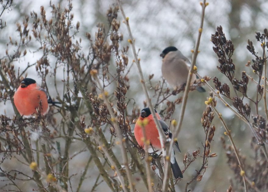 потепление