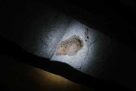 Житель Тверской области нашел на своей крыше гнездо осы-пелопея гнездо