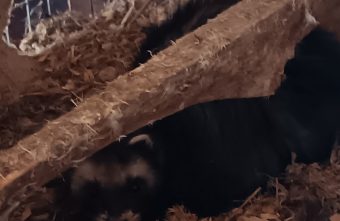 В Тверской области пришел из леса неожиданный гость и лег спать гость