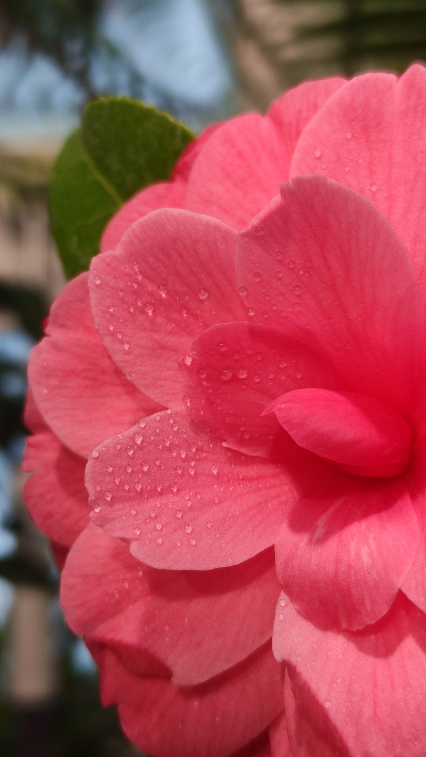 В Твери цветет аристократка с неземной грацией