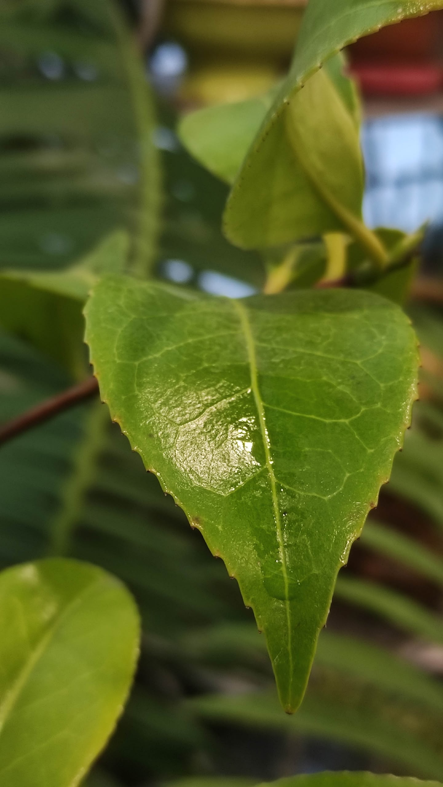 В Твери цветет аристократка с неземной грацией