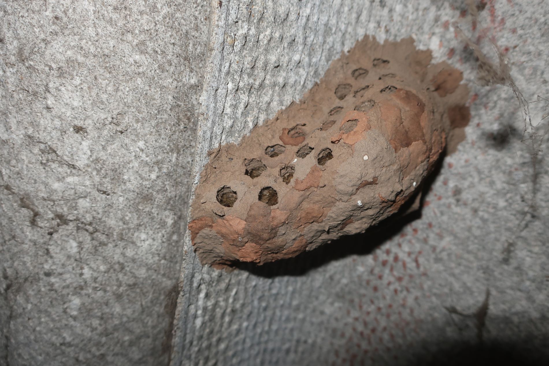 Житель Тверской области нашел на своей крыше гнездо осы-пелопея