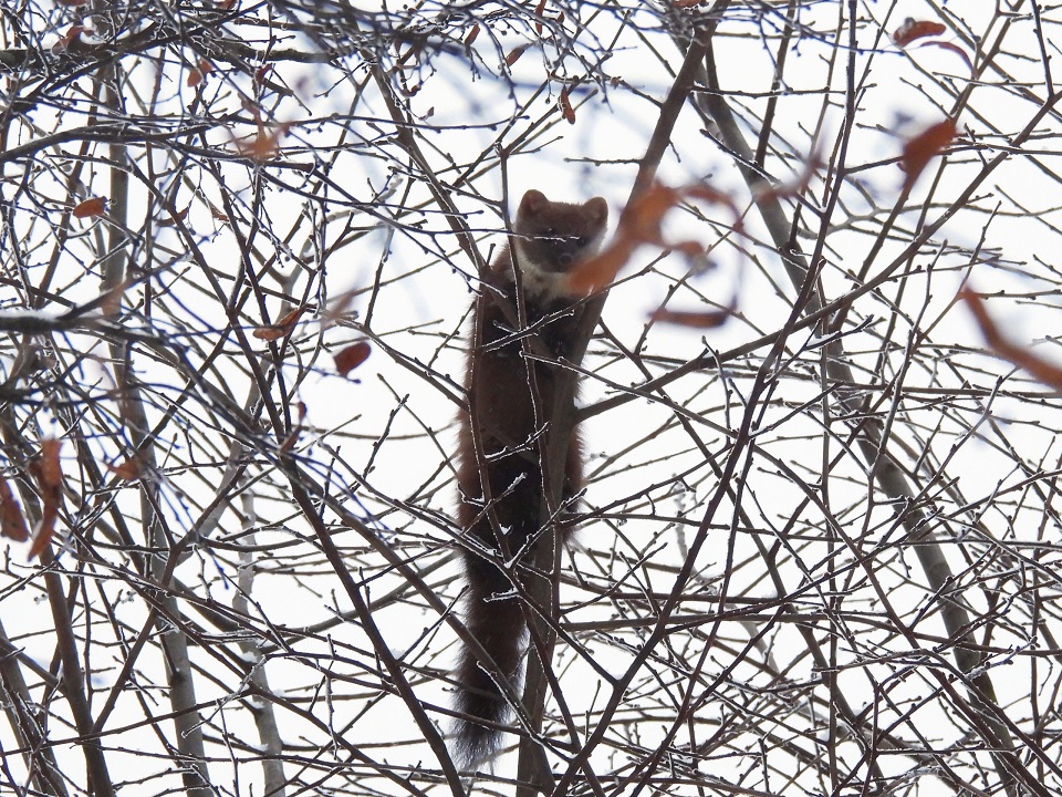 Сад в центре Твери посетила лесная хищница
