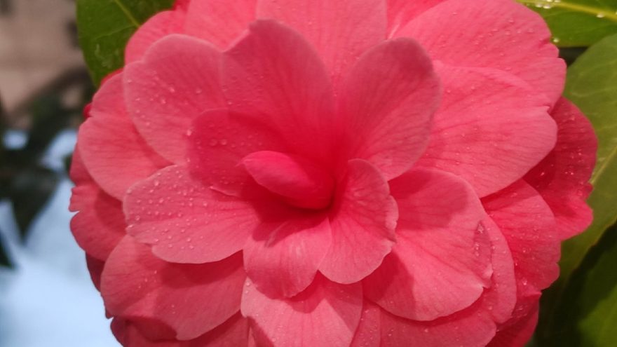 аристократка