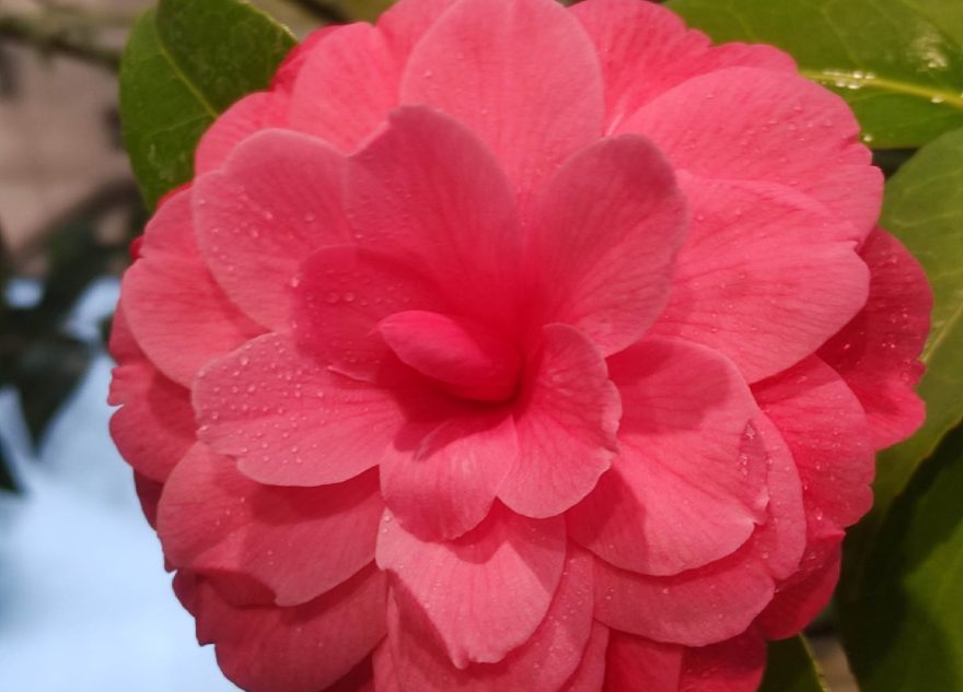 аристократка