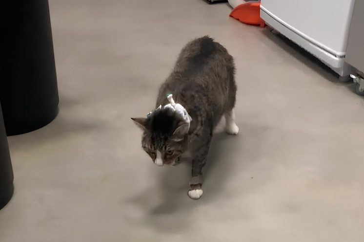 ветклиника