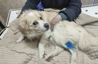 В Тверской области спасли Бублика с передозировкой запрещенными препаратами препаратами