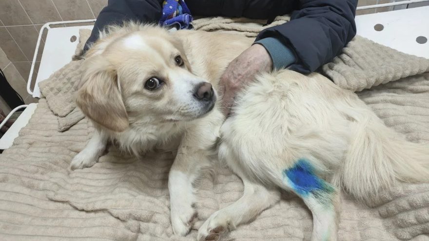 препаратами