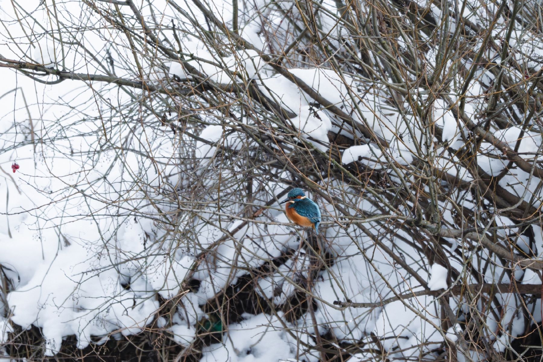 Жительница Твери три зимы гонялась за маленькой птичкой