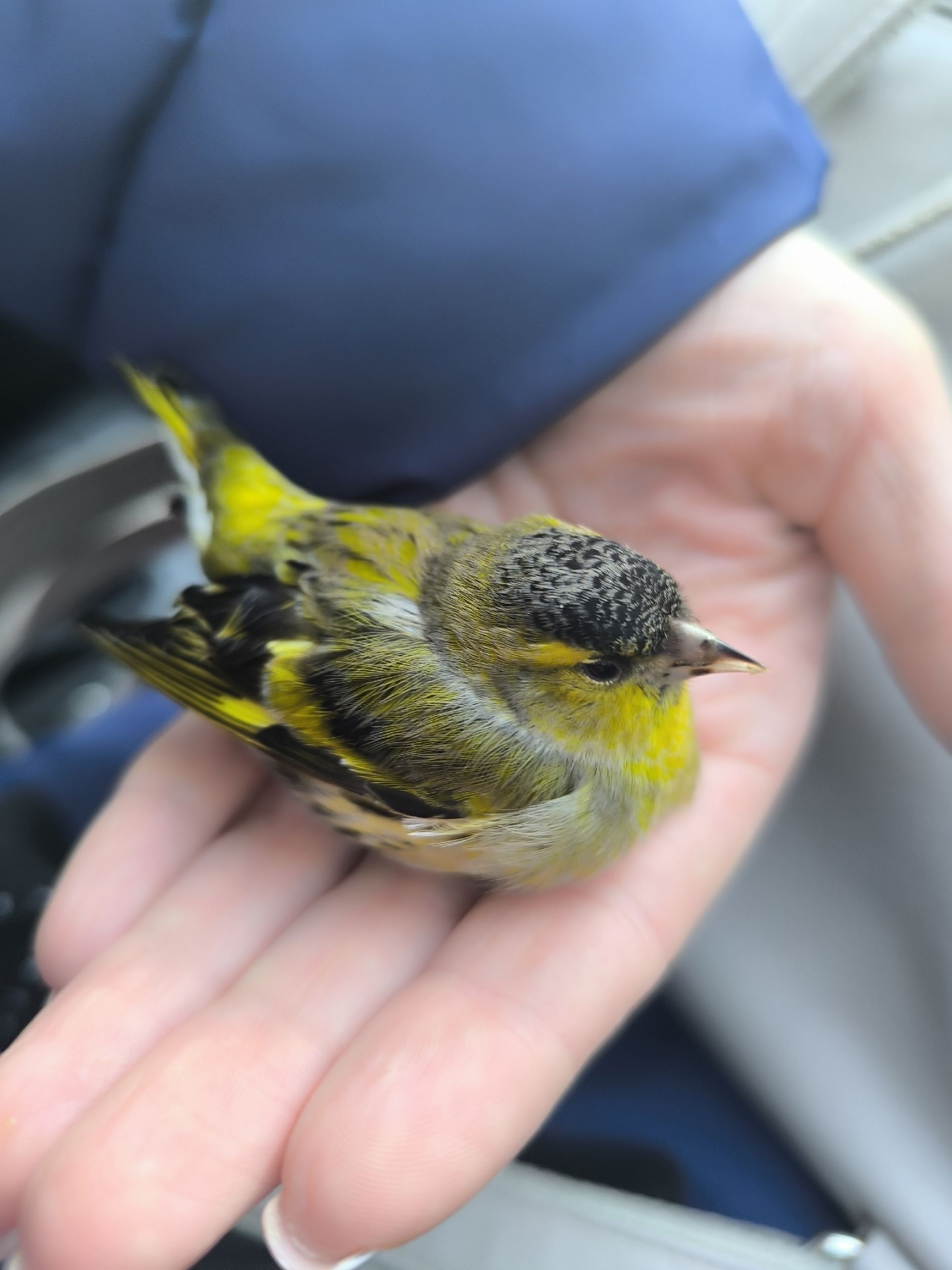 В Твери чижик поет под фортепиано