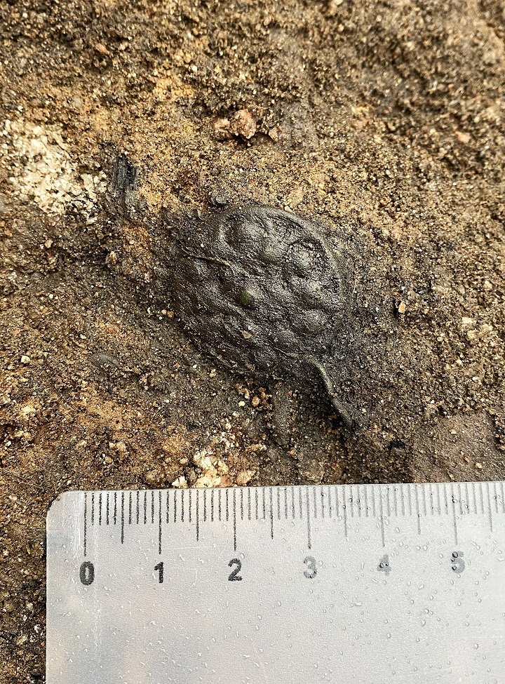 В Тверской области нашли поселение викингов X века