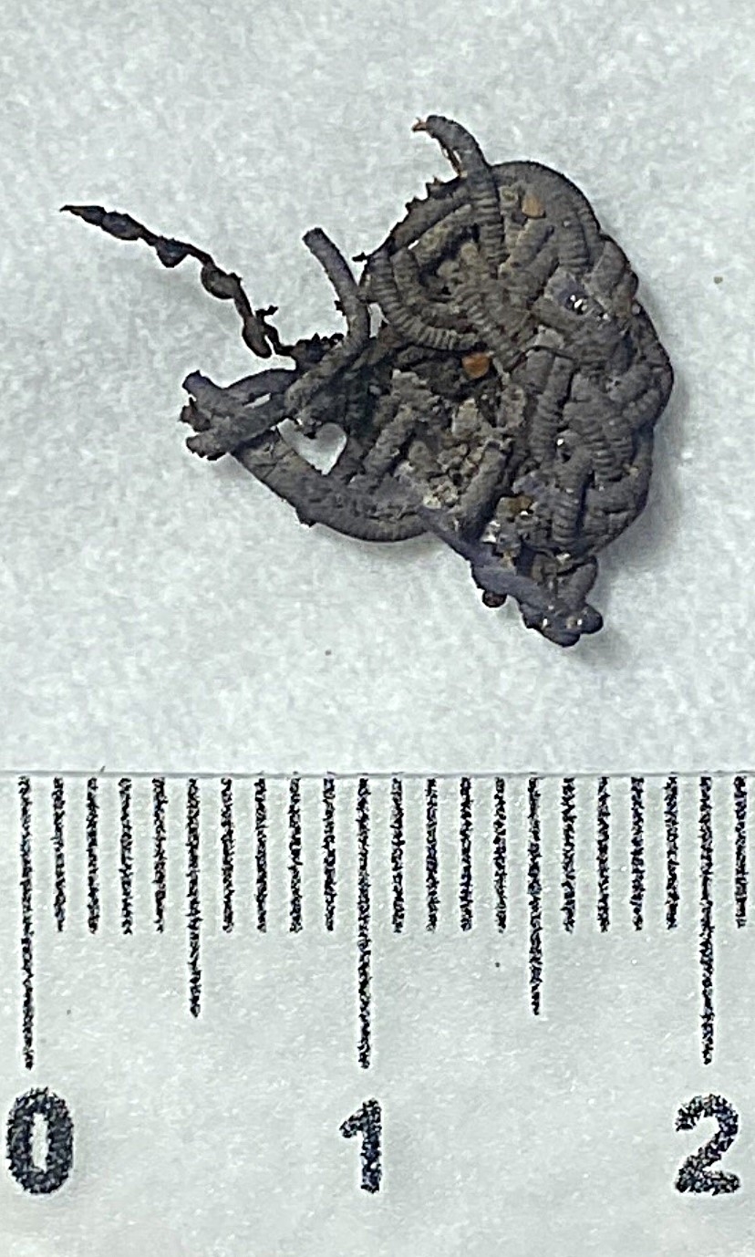 В Тверской области нашли поселение викингов X века