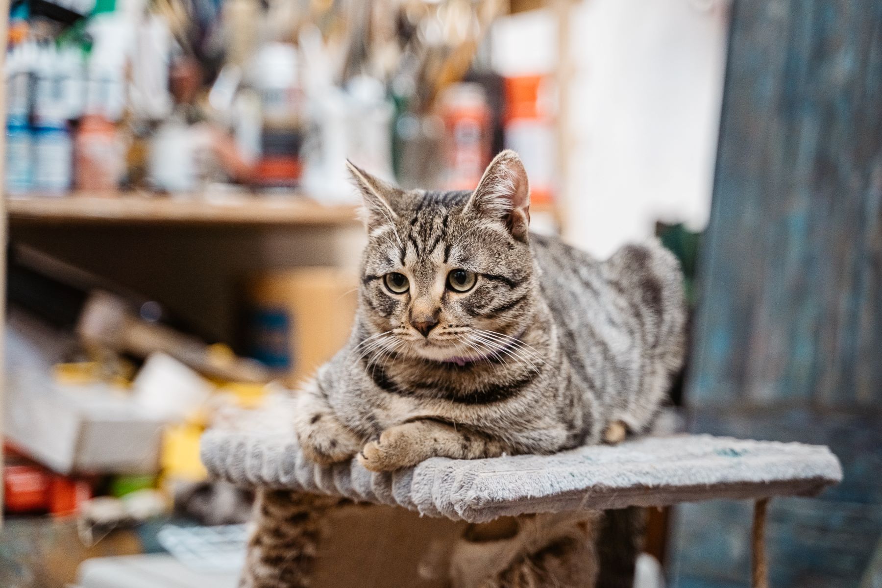 Россиян обяжут чипировать и ставить на учет домашних питомцев