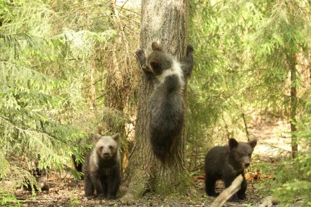 Экологи из Тверской области рассказали о самом большом количестве медвежат у медведицы медвежат
