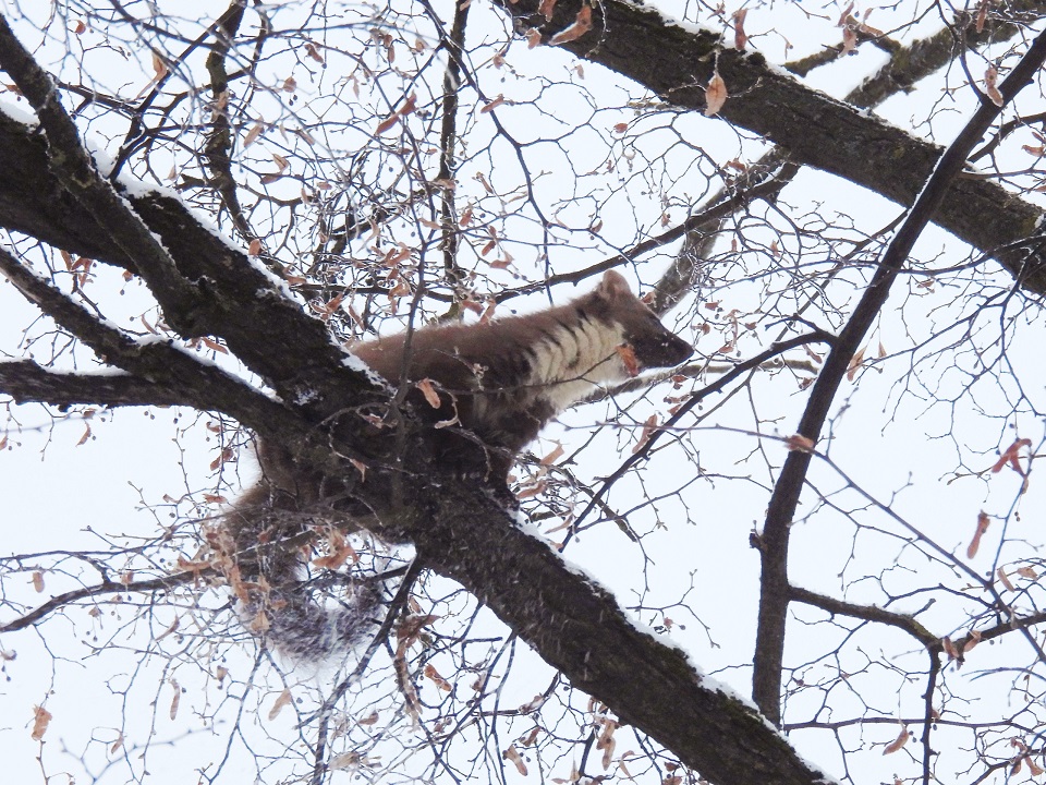 Сад в центре Твери посетила лесная хищница