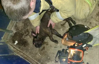 спасли собаку