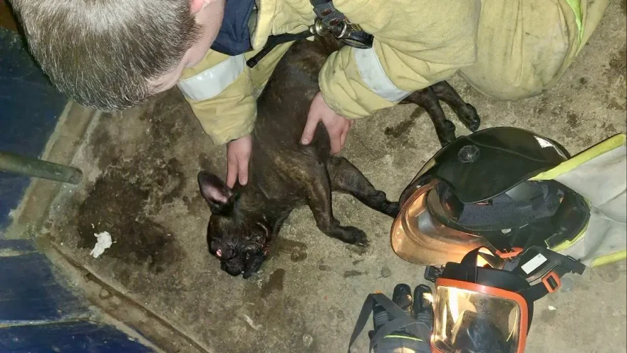 спасли собаку