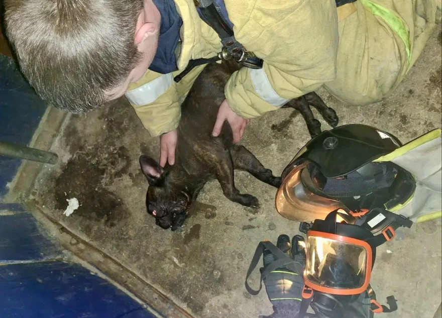 спасли собаку