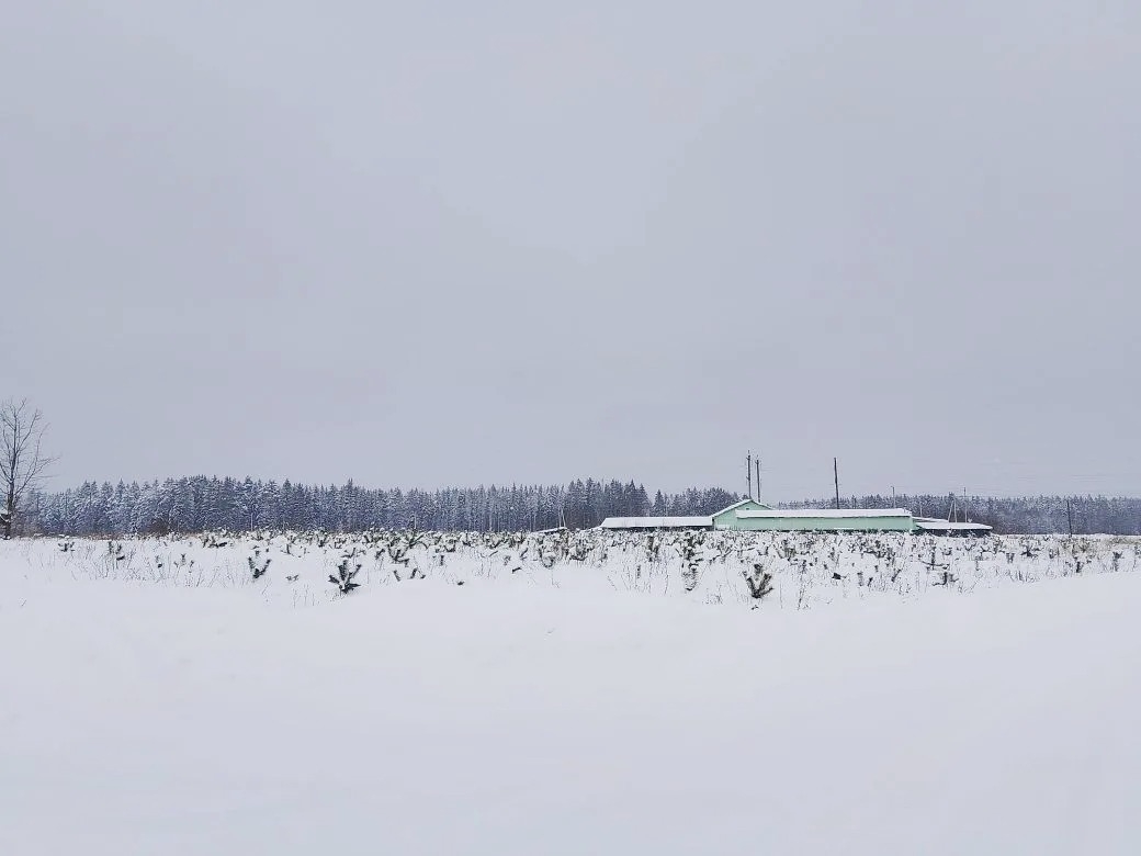 На месте страшного урагана в Тверской области подрастает новый лес