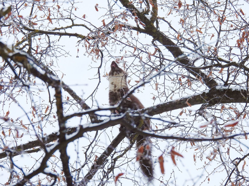 Сад в центре Твери посетила лесная хищница