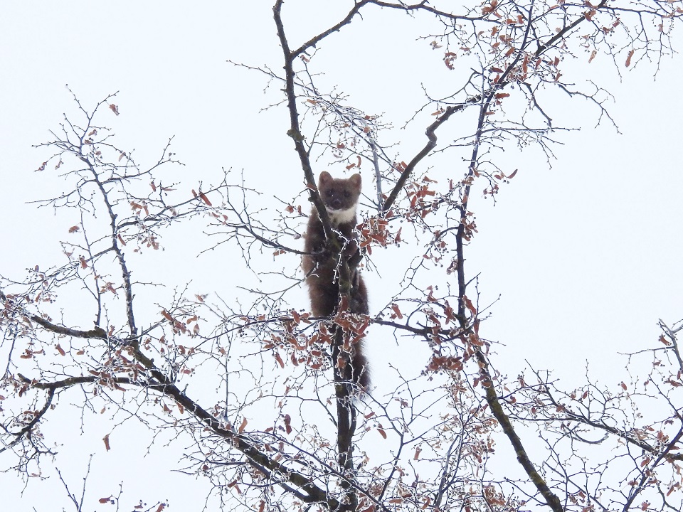Сад в центре Твери посетила лесная хищница