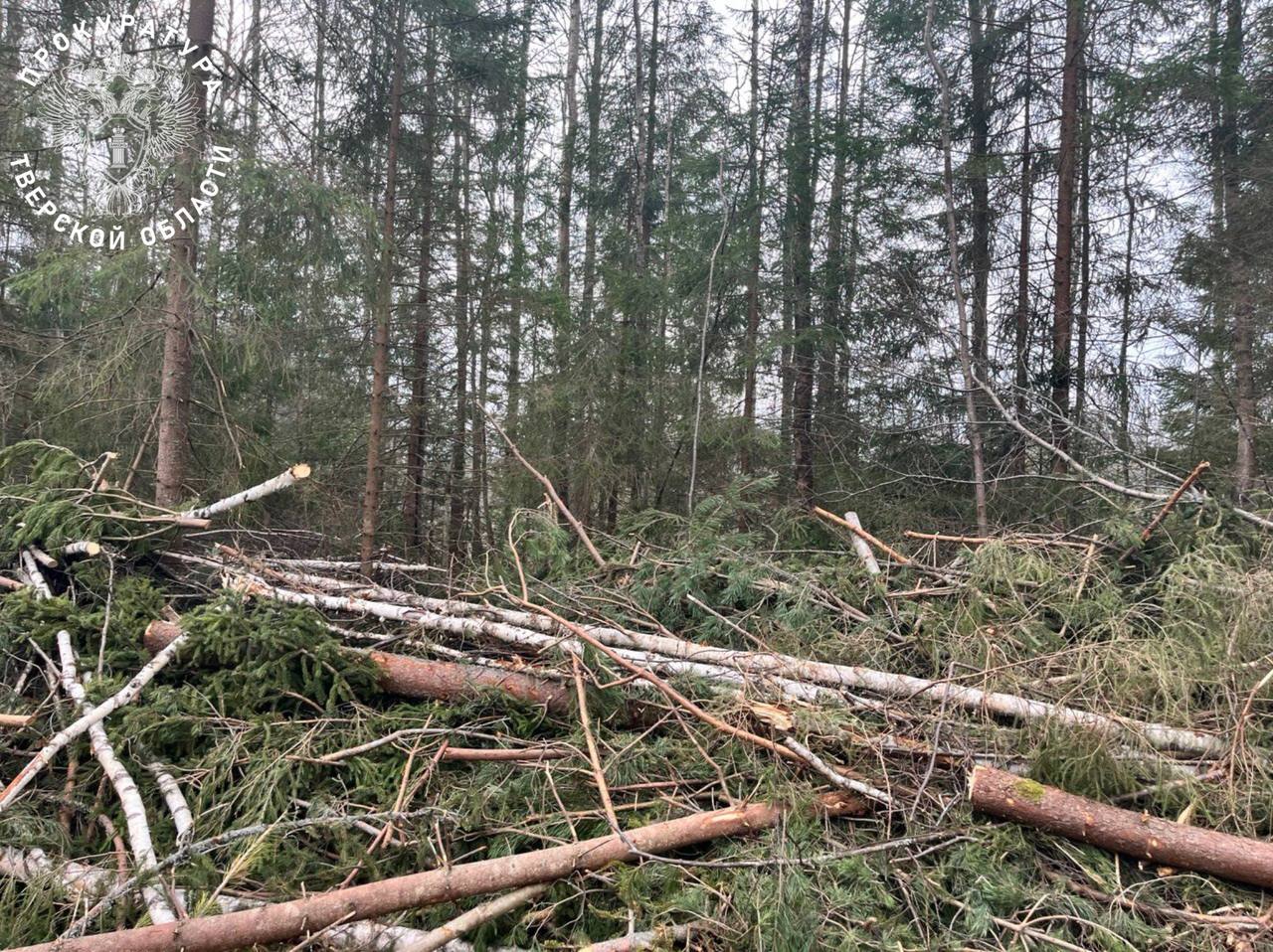 Житель Тверской области втянул людей в незаконную вырубку леса