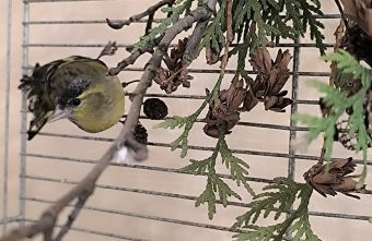 фортепиано