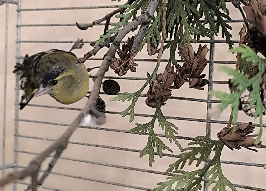 фортепиано