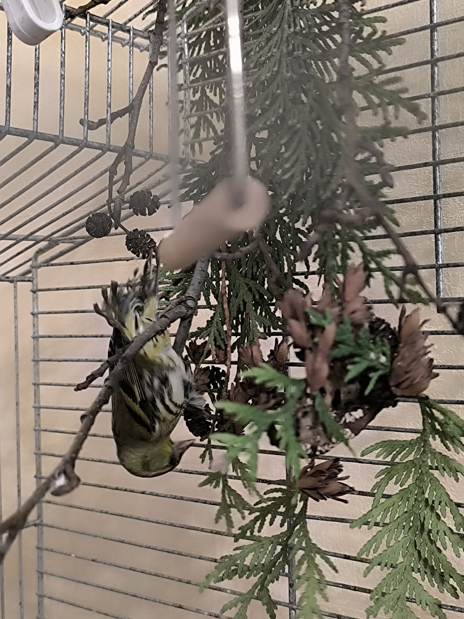 В Твери чижик поет под фортепиано